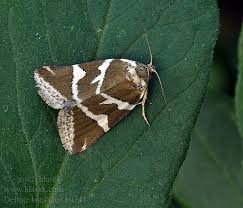 Attēlu rezultāti vaicājumam “Deltote bankiana”