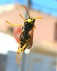 Attēlu rezultāti vaicājumam “Eumenidae”