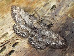 Attēlu rezultāti vaicājumam “Hypomecis punctinalis”