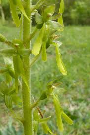Attēlu rezultāti vaicājumam “Listera ovata bud”