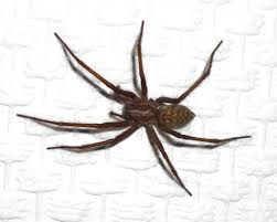 Attēlu rezultāti vaicājumam “Tegenaria sp.”