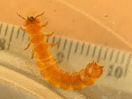 Attēlu rezultāti vaicājumam “Cucujus cinnaberinus larva”