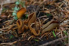 Attēlu rezultāti vaicājumam “Otidea leporina”