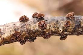 Attēlu rezultāti vaicājumam “Sclerophora farinacea”