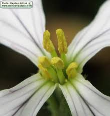 Attēlu rezultāti vaicājumam “Raphanus raphanistrum flower”