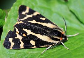 Attēlu rezultāti vaicājumam “Parasemia plantaginis”