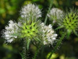 Image result for Dipsacus pilosus