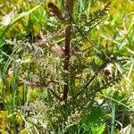 Attēlu rezultāti vaicājumam “Pedicularis palustris fruit”