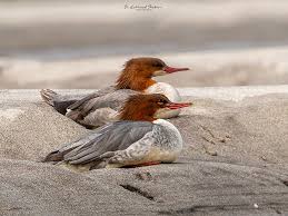 Attēlu rezultāti vaicājumam “Mergus merganser male”