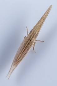 Attēlu rezultāti vaicājumam “Cicadellidae”