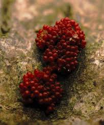 Attēlu rezultāti vaicājumam “Hemitrichia decipiens spores”