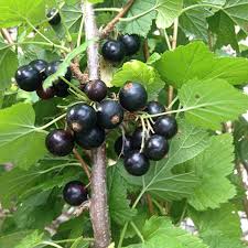 Attēlu rezultāti vaicājumam “Ribes nigrum fruit”