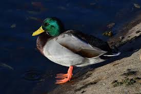 Attēlu rezultāti vaicājumam “Anas platyrhynchos male”