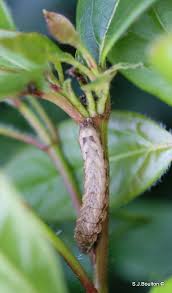 Attēlu rezultāti vaicājumam “Xestia triangulum”