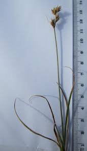 Attēlu rezultāti vaicājumam “Carex arenaria  leaf”