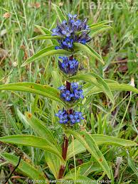 Attēlu rezultāti vaicājumam “Gentiana cruciata flower”