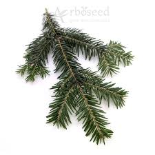 Attēlu rezultāti vaicājumam “Abies alba”