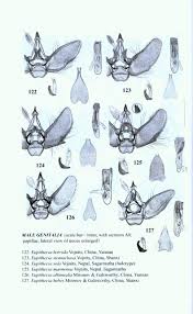 Attēlu rezultāti vaicājumam “Eupithecia sinuosaria”