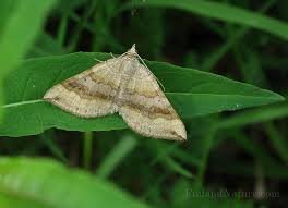 Attēlu rezultāti vaicājumam “Epirrhoe alternata”