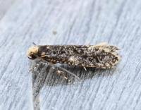 Attēlu rezultāti vaicājumam “Monopis weaverella”