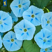 Image result for Prunkwinde