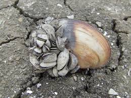 Attēlu rezultāti vaicājumam “Dreissena polymorpha”