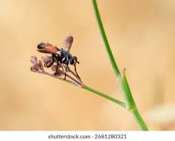 Attēlu rezultāti vaicājumam “Cylindromyia sp.”