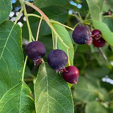 Attēlu rezultāti vaicājumam “Amelanchier spicata fruit”