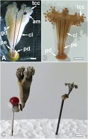 Attēlu rezultāti vaicājumam “Craterium leucocephalum var. scyphoides stalked”