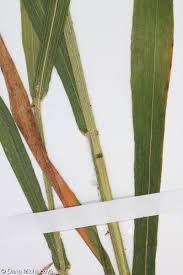 Attēlu rezultāti vaicājumam “Hordelymus europaeus leaf”