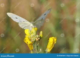 Attēlu rezultāti vaicājumam “Pieris brassicae female”
