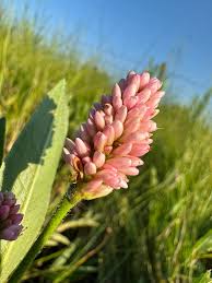 Attēlu rezultāti vaicājumam “Polygonum amphibium flower”