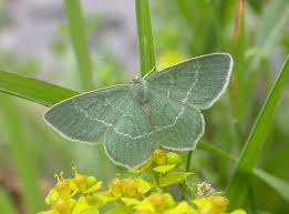 Attēlu rezultāti vaicājumam “Chlorissa viridata”