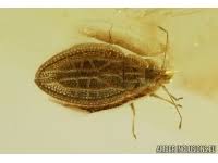 Attēlu rezultāti vaicājumam “Diprionidae”