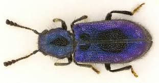 Attēlu rezultāti vaicājumam “Necrobia violacea”