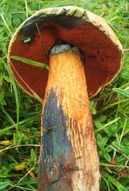 Attēlu rezultāti vaicājumam “Boletus luridus”