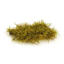 Attēlu rezultāti vaicājumam “Thuidium delicatulum”