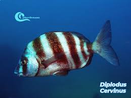 Image result for Diplodus cervinus