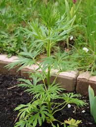 Attēlu rezultāti vaicājumam “Aconitum napellus leaf”