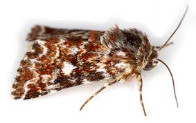 Attēlu rezultāti vaicājumam “Anarta myrtilli”