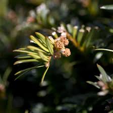 Attēlu rezultāti vaicājumam “Taxus baccata male flower”