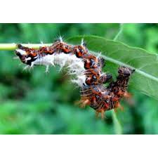 Attēlu rezultāti vaicājumam “Polygonia c-album larva”