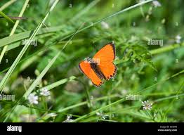 Attēlu rezultāti vaicājumam “Lycaena virgaureae male”