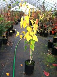 Attēlu rezultāti vaicājumam “Acer rufinerve flower”