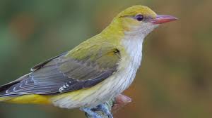 Attēlu rezultāti vaicājumam “Oriolus oriolus female”