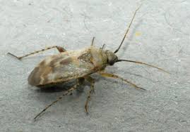 Attēlu rezultāti vaicājumam “Psallus sp. imago”