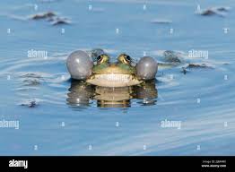 Attēlu rezultāti vaicājumam “Pelophylax adult”