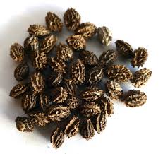 Image result for Carica papaya