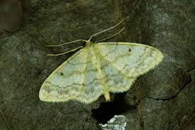 Attēlu rezultāti vaicājumam “Idaea biselata”
