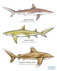 Image result for Carcharhinus brevipinna
